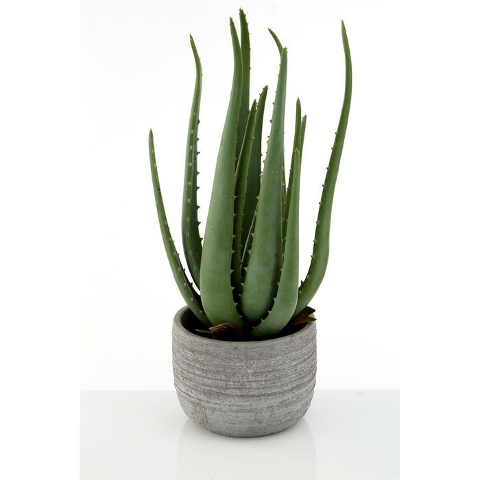 Fiori Large Aloe Vera with Cement Pot