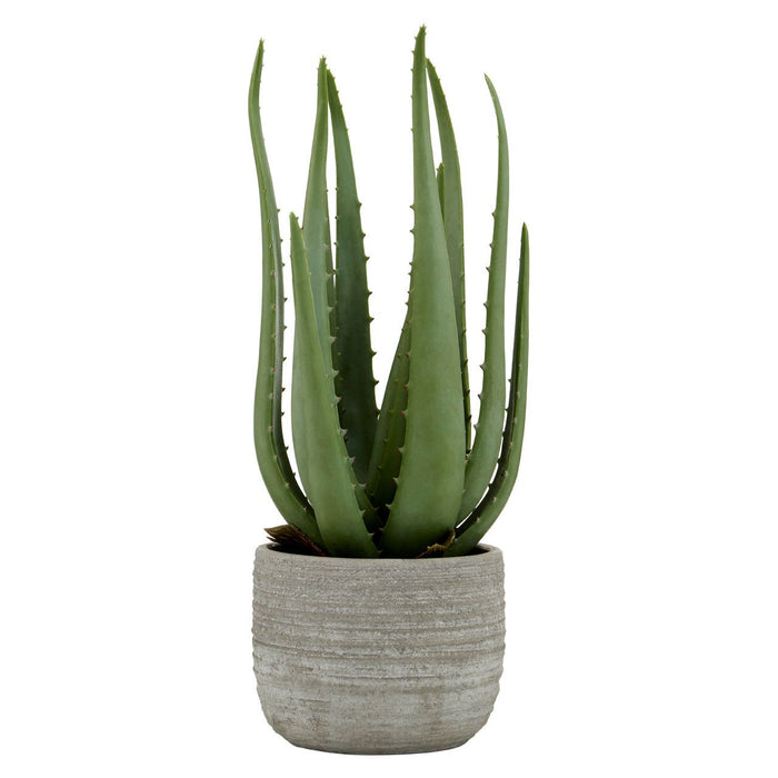 Fiori Large Aloe Vera with Cement Pot