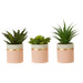 Fiori Set of 3 Pink Pot Succulents - Modern Home Interiors