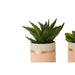 Fiori Set of 3 Pink Pot Succulents - Modern Home Interiors