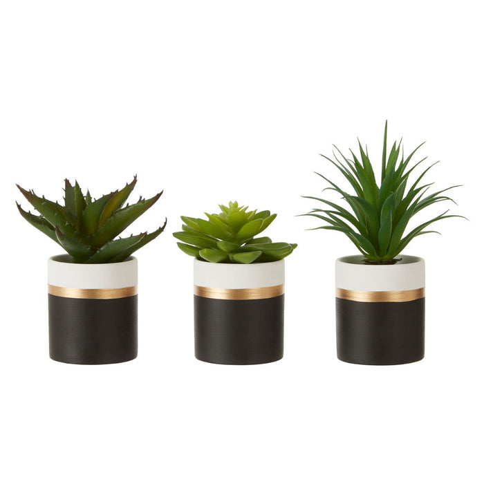 Fiori Set of 3 Black Pot Succulents - Modern Home Interiors