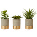 Fiori Set of 3 Grey Pot Succulents - Modern Home Interiors