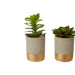 Fiori Set of 3 Grey Pot Succulents - Modern Home Interiors