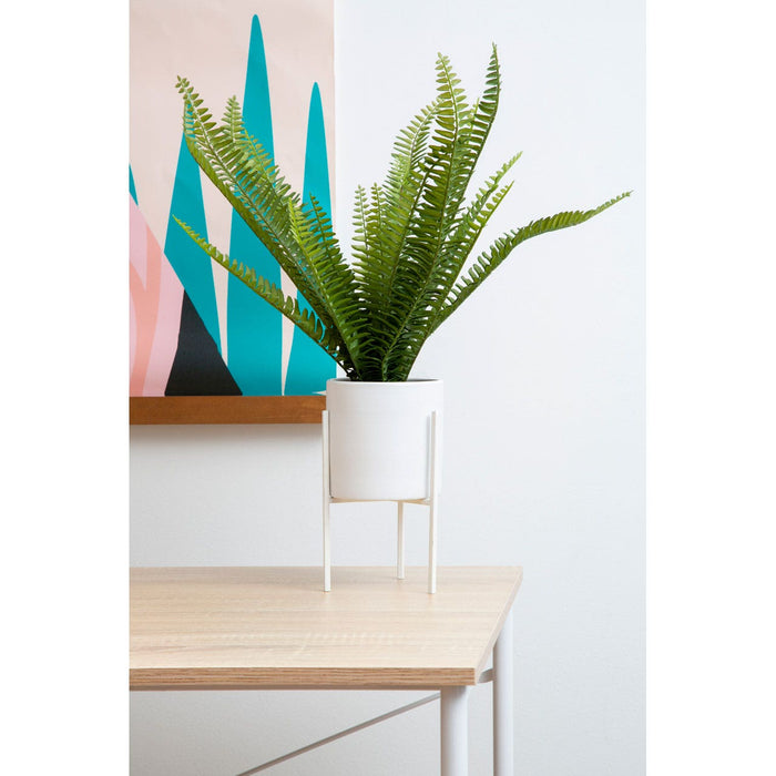Fiori Fern with White Cement and Iron Pot - Modern Home Interiors