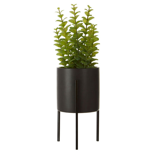Fiori Thyme with Black Pot - Modern Home Interiors