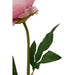 Fiori Peony Stem Pink Flower - 65cm - Modern Home Interiors