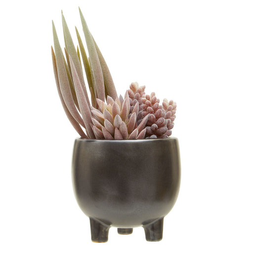 Fiori Mixed Succulents in Ceramic Pot - Modern Home Interiors