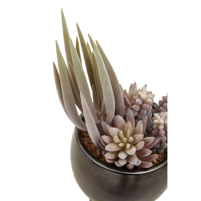 Fiori Mixed Succulents in Ceramic Pot - Modern Home Interiors