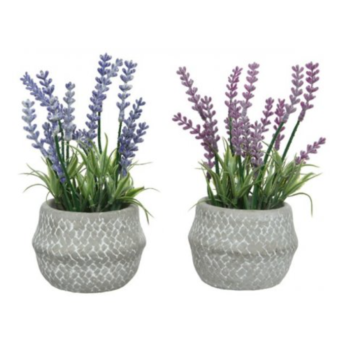 Two Assorted Potted Lavender, 18cm