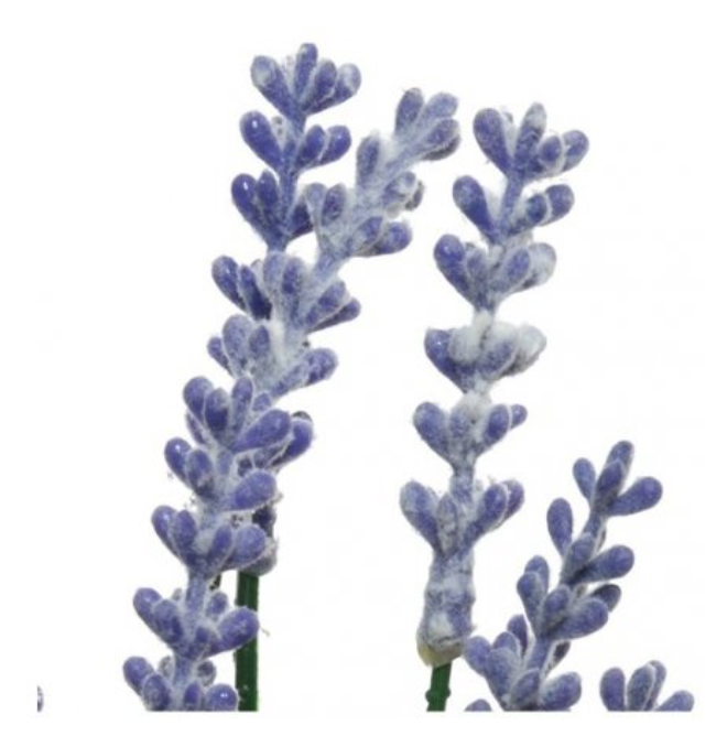 Two Assorted Potted Lavender, 18cm